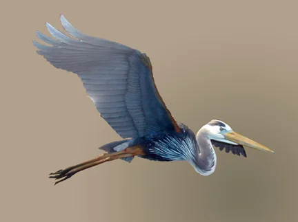 c2) flying Heron.jpg