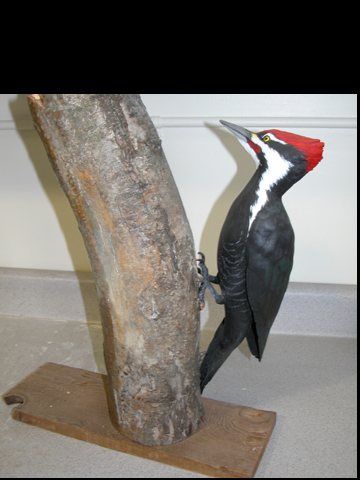 e) woodpecker.jpg