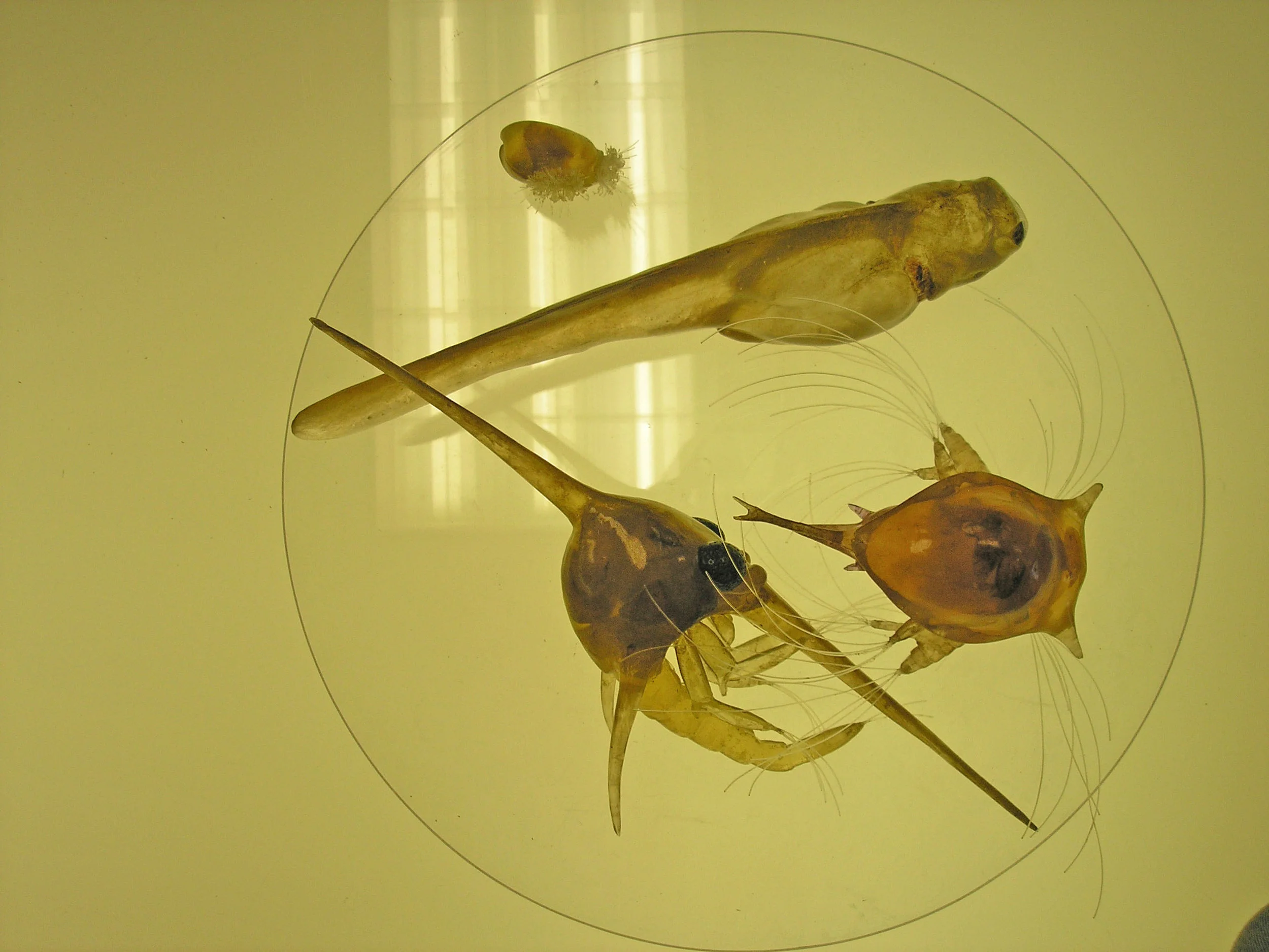 splitrock bugs3.JPG