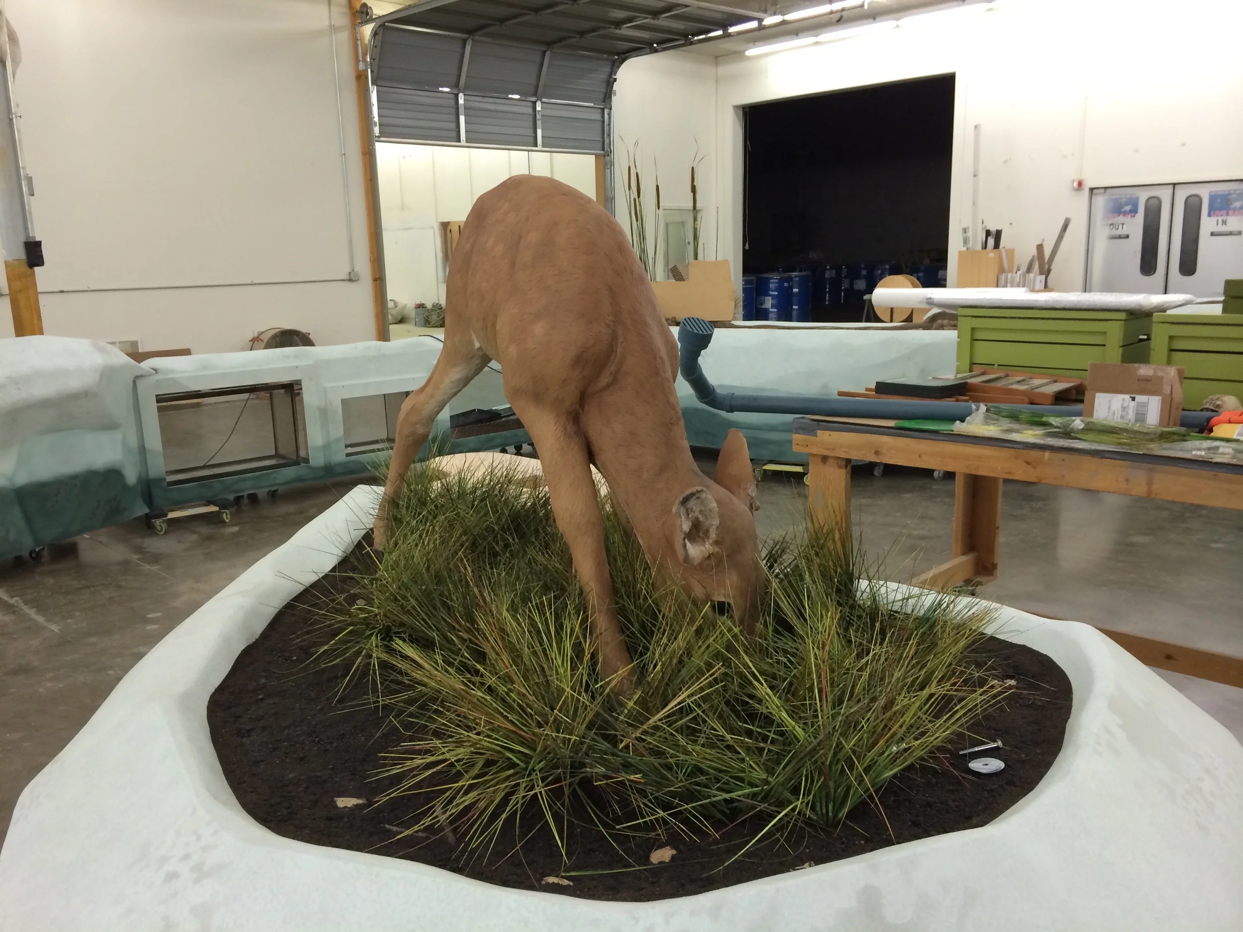 deer1.jpg