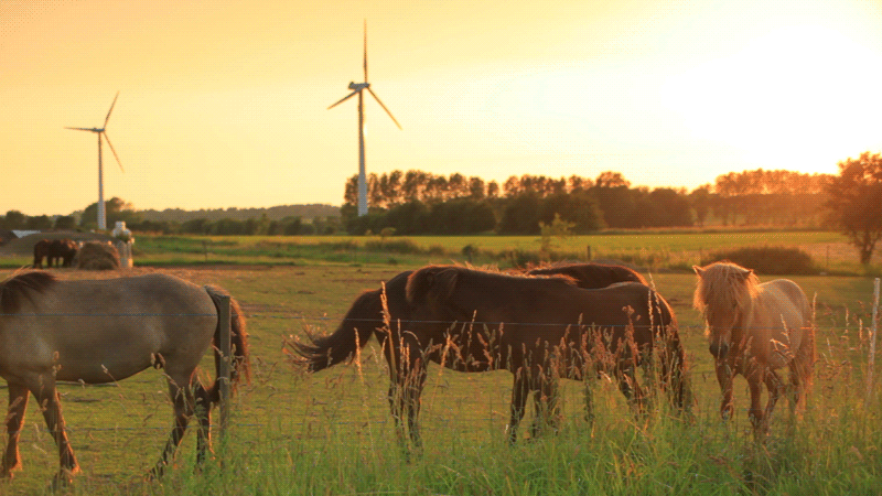 HorsesGrazingCinemagraph-Looping.gif