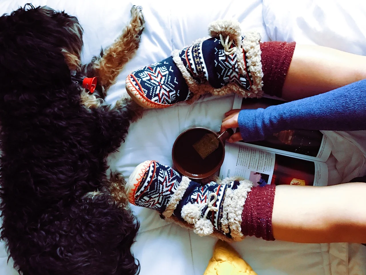dog-1798158_1280.jpg