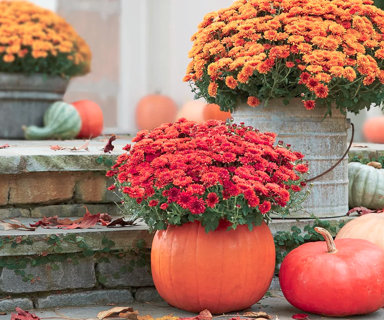 A "mumkin" in all it's fall glory. Photo: Hector Sanchez