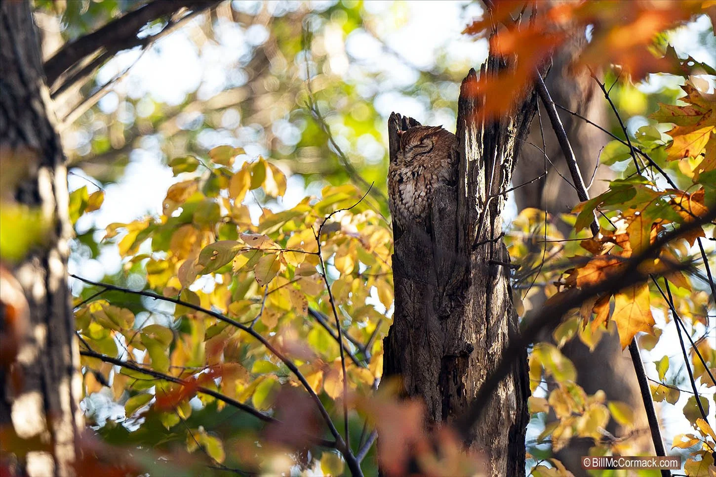 Screech Owl, Mystic Lake, MA
