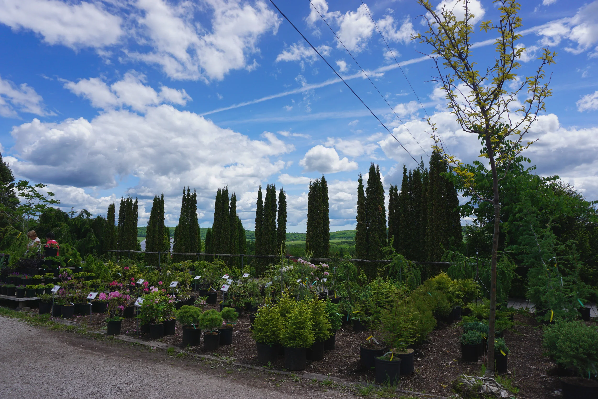 DSC02166-1.jpg