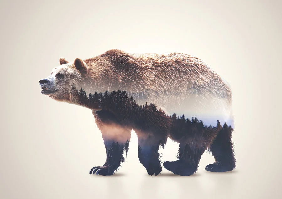 bear_double_exposure_by_alex_view-d8ud5gd.jpg