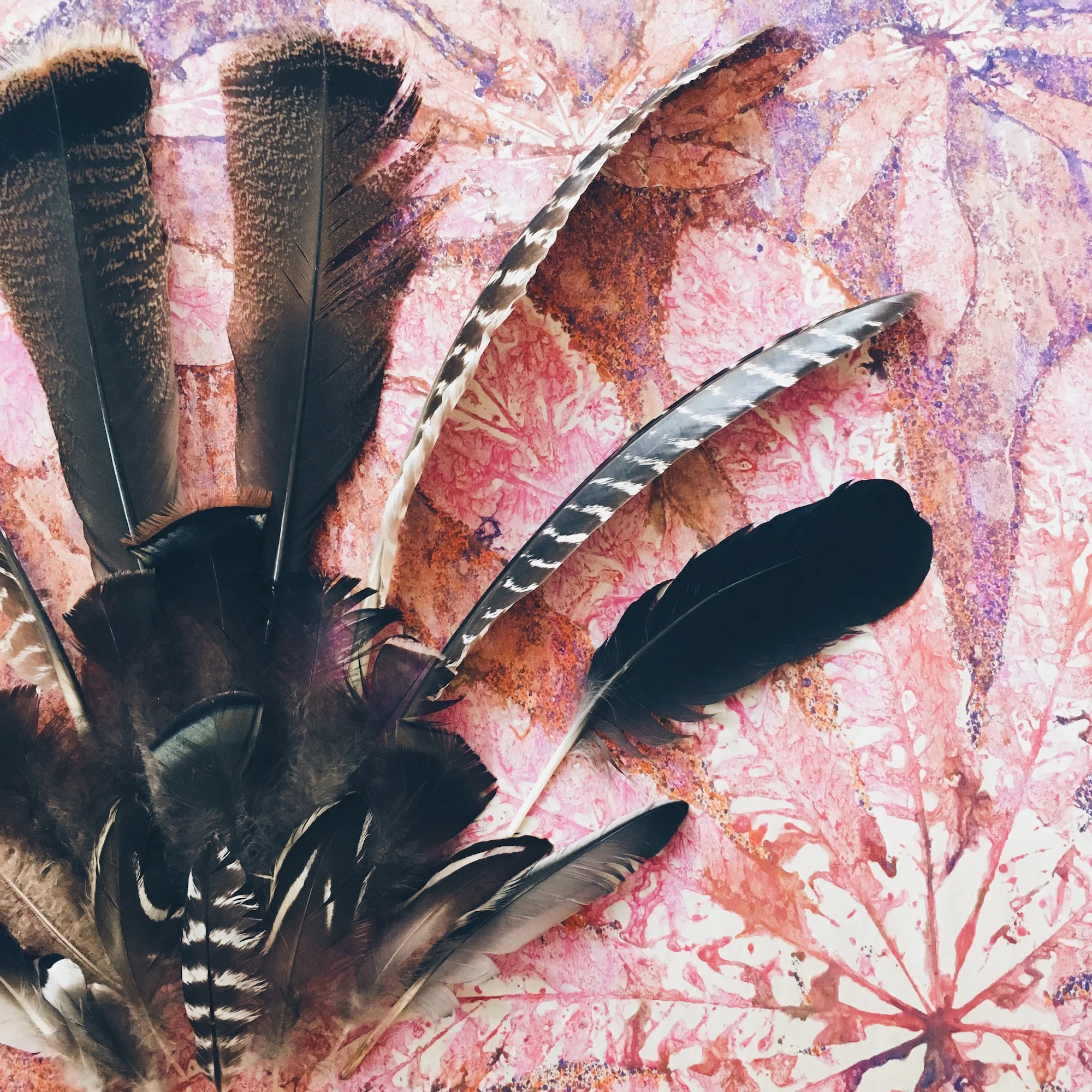 Feather collection gathered from my daily walks :)