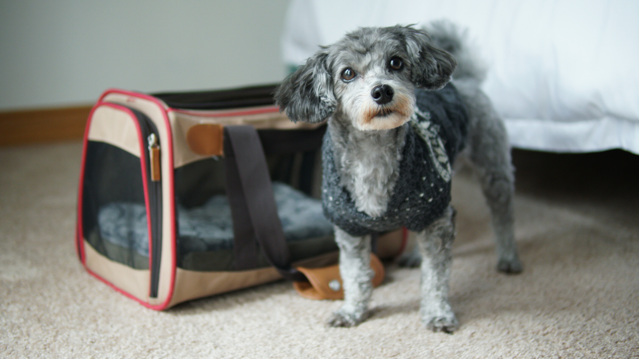 8 Tips for Flying with Your Small Dog