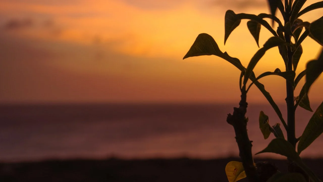 Lesbian Travel Guide to Aruba
