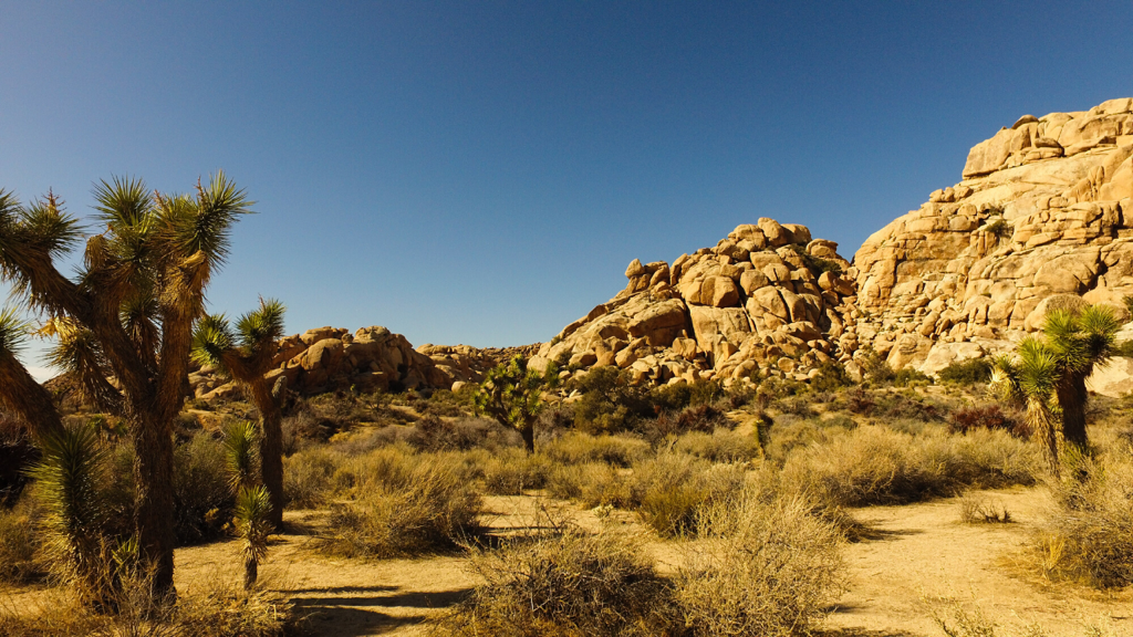Lesbian Travel Guide to Joshua Tree, California