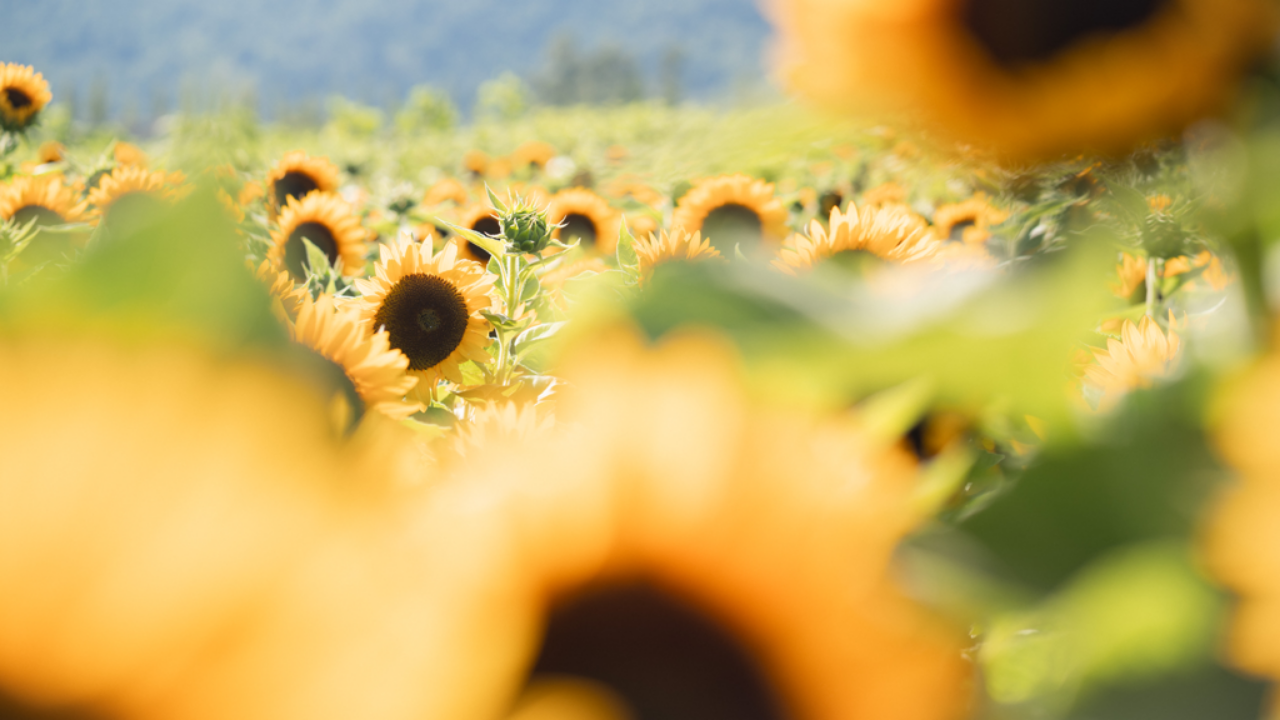 10 Photos to Make You Want to Visit Lakeland Flower Farm in Abbotsford, BC