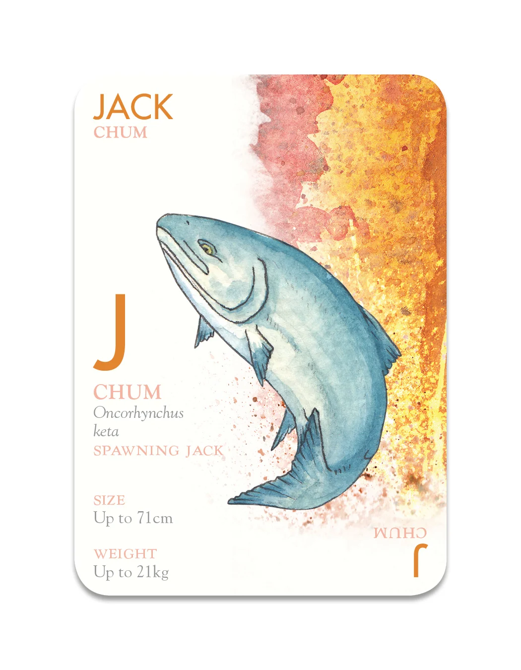 jack.jpg