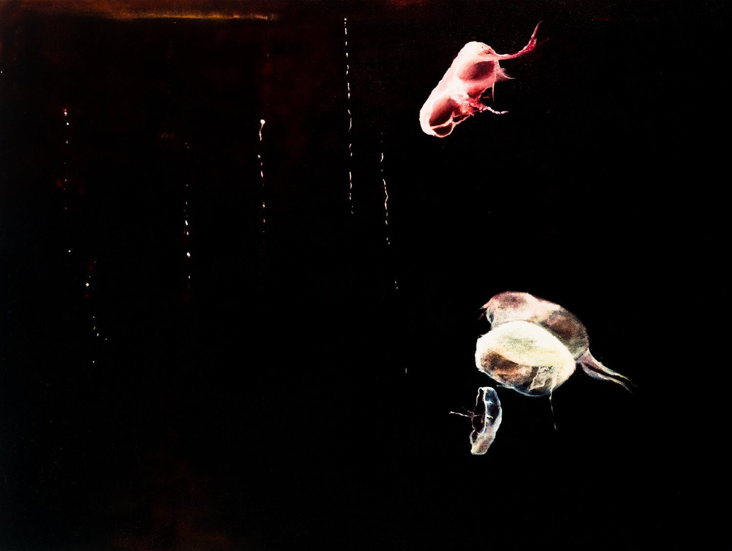 Night Jellyfish