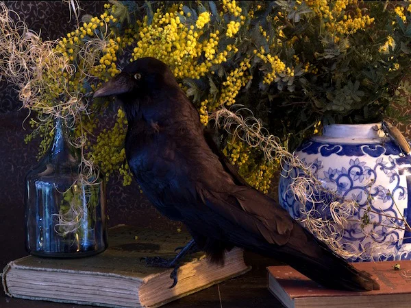 Nevermore Raven & Wattle01.jpg