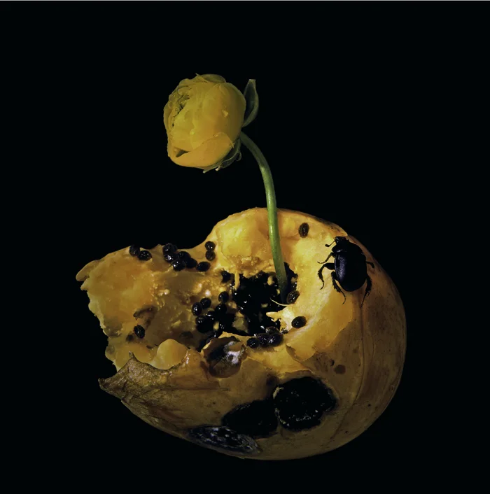 Papaver, Papaya, Scarab and various seeds of life 03.jpg