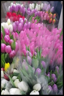 Tulips.