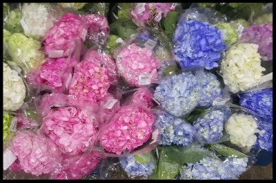 Hydrangeas
