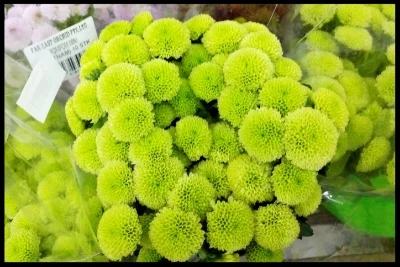 Pompoms