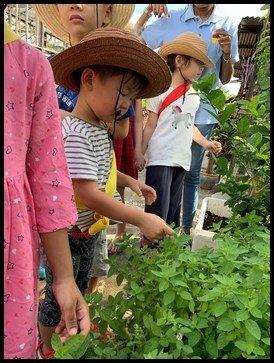  They were then taken to observe and smell the mint leaves. Some of them were able to tell right away, the name of the particular herb. The children enjoyed using their senses to explore the leaves. 