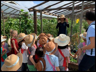  We were lead down the slope to the next stop which was where most of the vegetables are grown. The children gathered in front of the cherry tomato plants and learnt that the lifespan of a tomato is six months. Ms Kaylie explained that they are not g