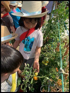  The children were given the chance to have a closer look at the cocopeat and cherry tomato. 