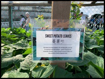  The children walked past the sweet potato leaves and returned to the starting point which marked the end of the tour. 