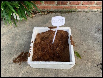  Before they began planting, Ms Jamie introduced the children to the different components of their special potting mix. It includes soil, compost and cocopeat. 