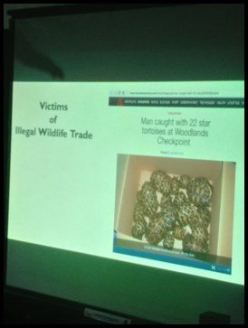  The children learnt the reality of animals being victims. They heard the story of 22 endangered star tortoises which were brought in illegally into Singapore. 