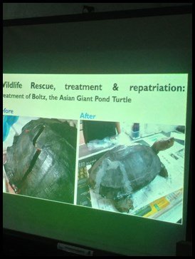  Ms. Edwina shared the story of Boltz, the Asian Giant Pond turtle, which was rescued when it was run over by a lorry. 