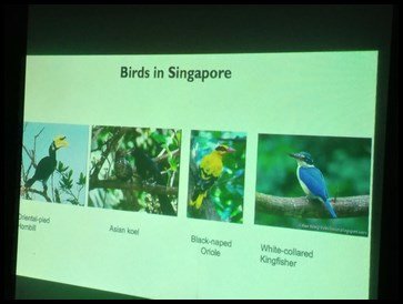  &nbsp;The children were introduced to four birds commonly found in Singapore - Oriental-pied hornbill, Asian koel, Black-naped oriole and White-collared Kingfisher. 