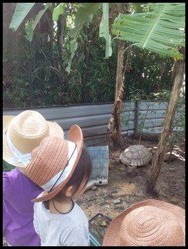  Looking at the Radiated Tortoise. 