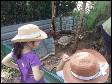  Trying to locate the 2nd African Spurred Tortoise. 