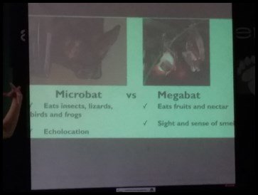  The children were taught the difference between a Microbat and a Megabat. 