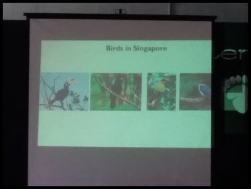  The children were introduced to four birds commonly found in Singapore - Oriental-pied hornbill, Asian koel, Black-naped oriole and White-collared Kingfisher. She played the sounds of the 4 birds so that the children can recognize them when they hea
