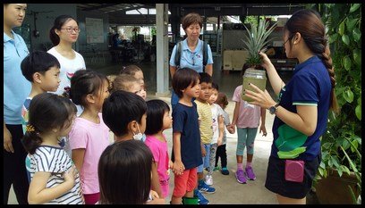  Ms. Fiona explained more about the pineapple plant. The children learnt that it takes approximately 8 months for the plant to grow. Ms. Fiona shared that one can eat the fruit and let the plant grow again. 