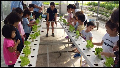  The children stood in front of the young lettuce. The holes are spread apart to allow the plants to grow without needing to fight for sunlight. 