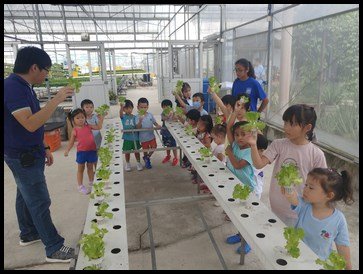  Everyone helped by placing the young lettuce into their respective "new homes" until it grows big enough to be moved again. 