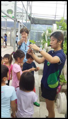  Ms. Fiona explained that in order to plant the tree, you need to cut the stem, pluck the sides of the leaves and put it in water. 