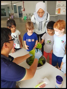  The children took turns to pluck the leaves of lettuce and placed it in the bowl. 