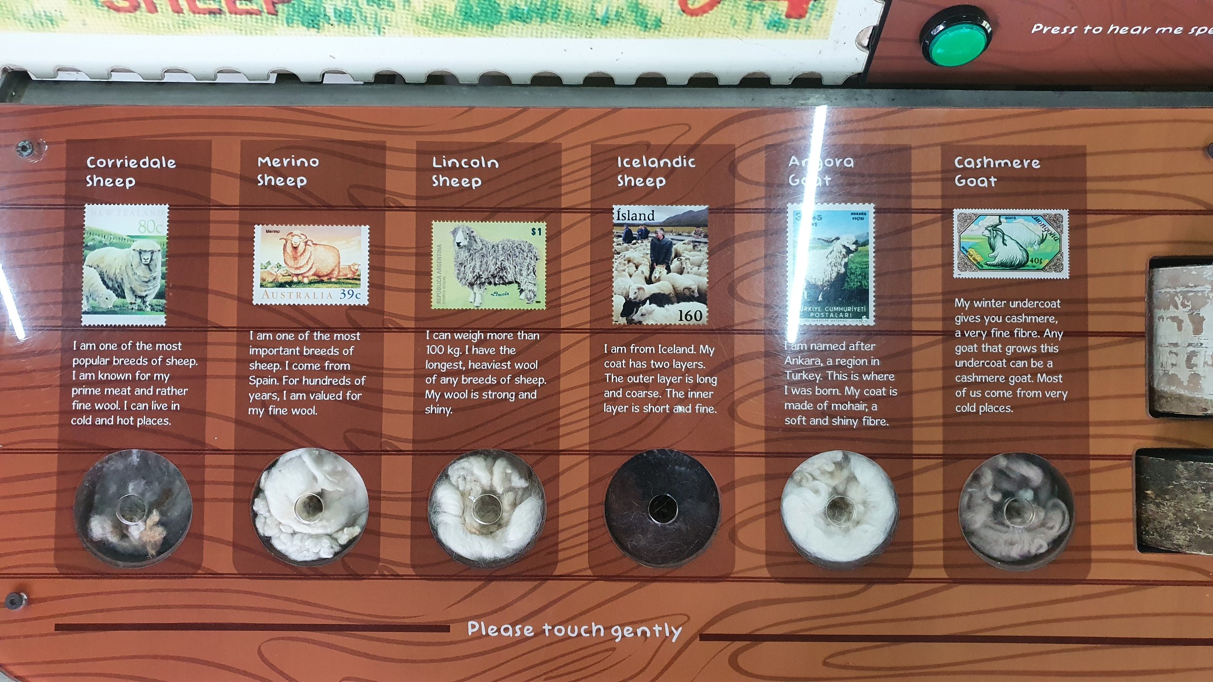  Different types of sheep and goat. 