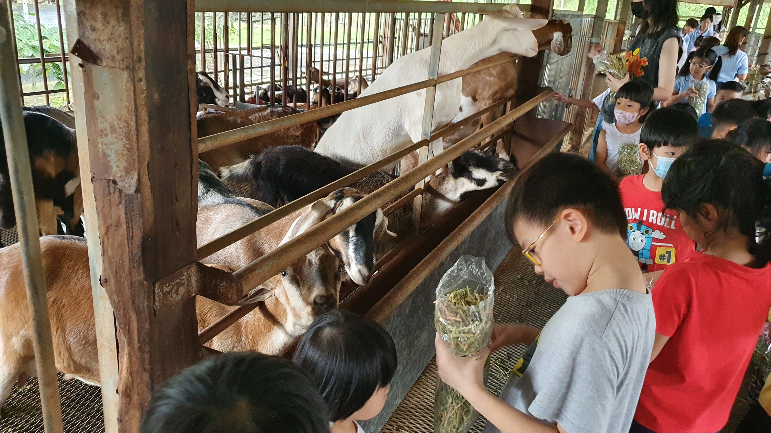  Feeding the goats. 