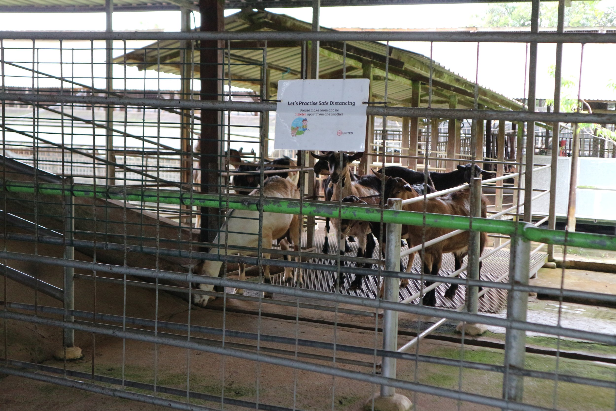  Goats waiting to be milked. 