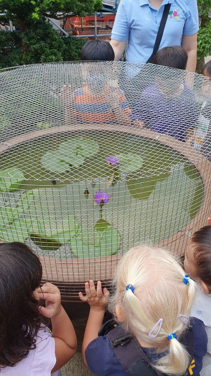  Viewing the lotus flower. There are also fishes in the water to keep an ecosystem. 