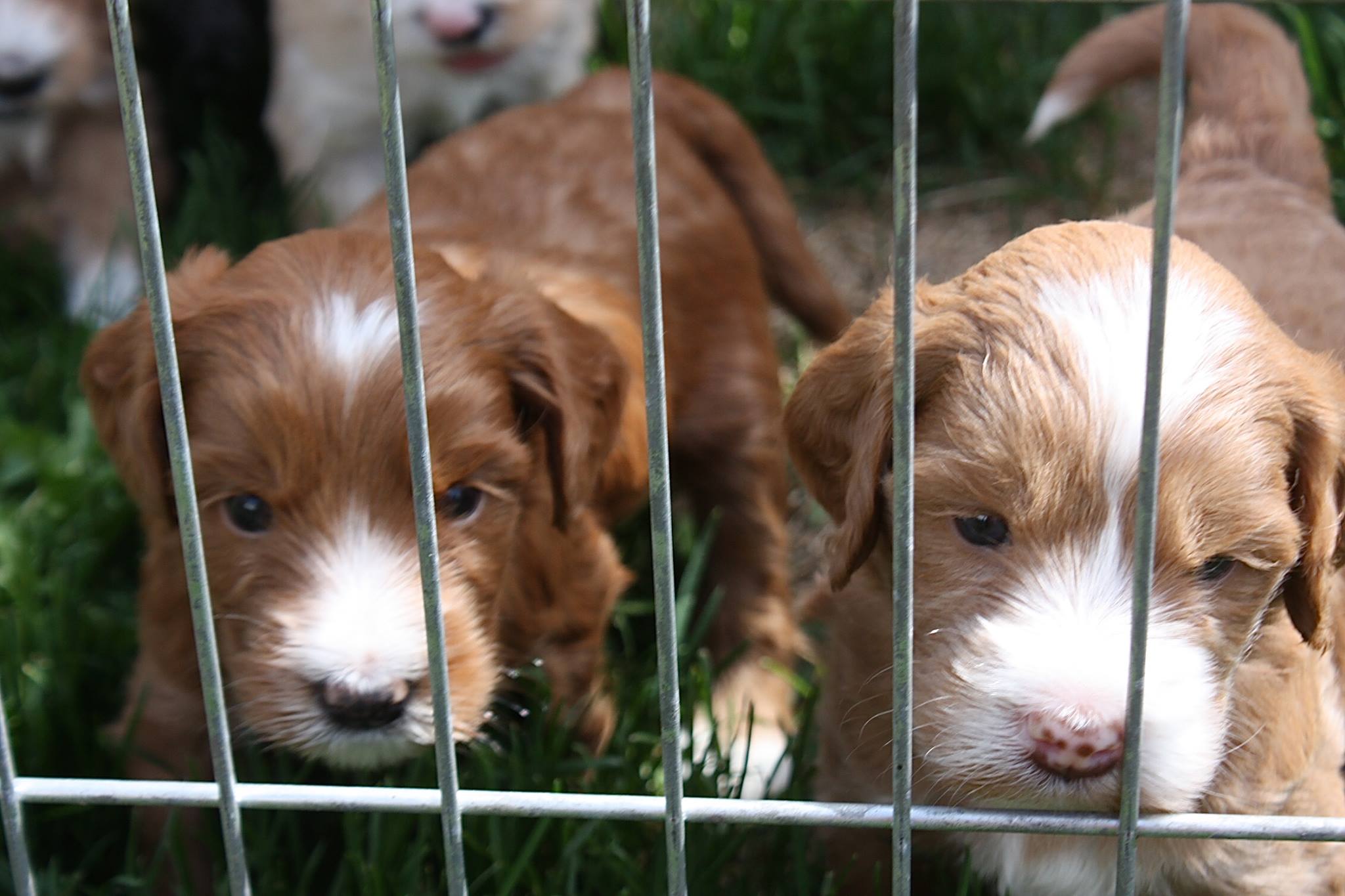 Prairie Doodles crate trained.jpg