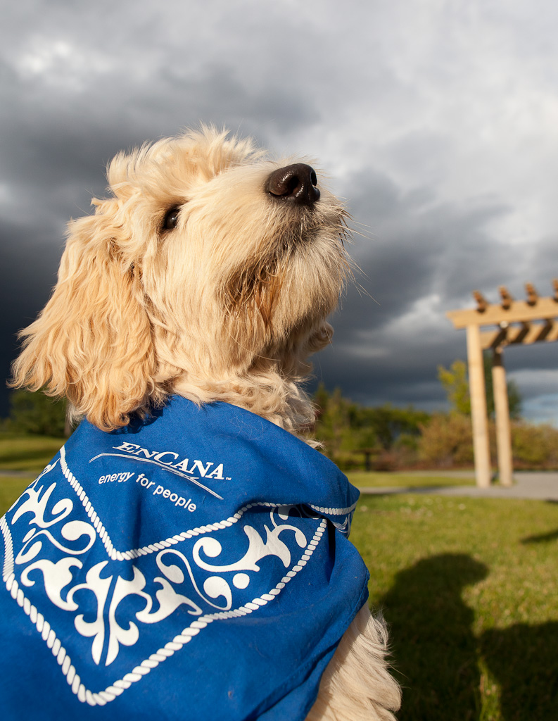 Prairie Doodles giving back, Asha at Ronald MacDonald House