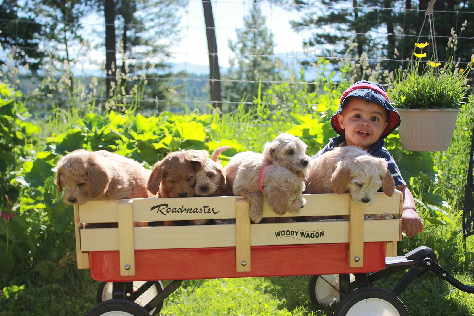 Prairie Doodles puppies in wagon.jpg