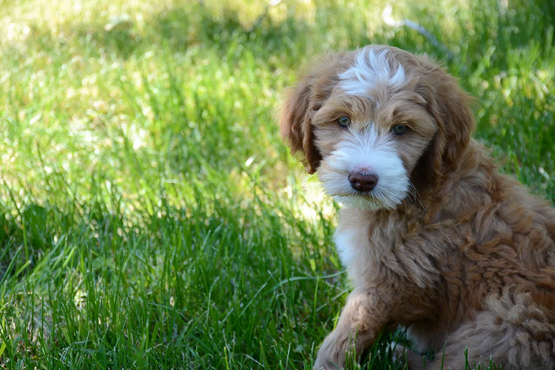 Prairie Doodles_Adoption Process.jpg