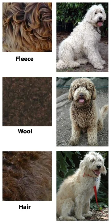 Labradoodle Jacket Labradoodle Jacket