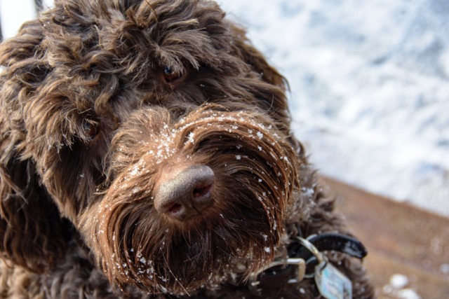 Prairie Doodles Australian Labradoodle client testimonial