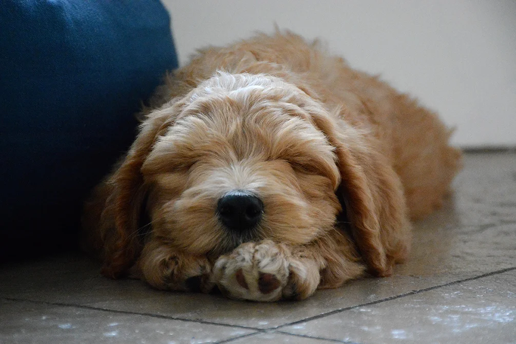 Prairie Doodles Australian Labradoodle client testimonial